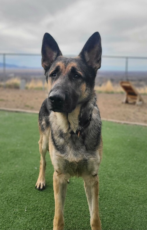 Picture of the Animal Listed